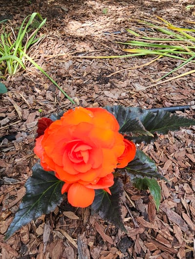 This is a top-down, medium shot of an orange begonia flower with dark green, serrated leaves, set against a backdrop of brown mulch. The flower is the main subject, with its vibrant petals slightly unfurling, revealing a tightly packed center. To the left of the flower, there are some thin, green and yellow grass-like blades, some of which are shadowed by sunlight. The mulch is composed of small, irregularly shaped pieces of wood bark, creating a textured ground cover. The lighting suggests it is daytime, with dappled sunlight falling on the left side of the image. The overall scene appears to be an outdoor garden setting, likely in a suburban or rural area, given the mention of "Березка Снт (красногорский Р-н), Russia," which indicates a garden cooperative near Krasnogorsky District in Russia. No text is visible in the image.
