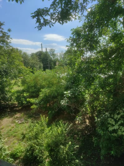 The image captures a view of lush green foliage and trees under a bright blue sky with scattered white clouds. Sunlight filters through the leaves, creating dappled light on the ground below. In the distance, two utility poles are visible, suggesting an urban or semi-urban setting. The foreground is dominated by dense green bushes and trees, with some dry ground visible beneath them. The perspective suggests the photo was taken from a slightly elevated position, possibly a balcony or a higher floor. The scene is devoid of any human presence or apparent activity.
