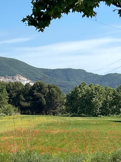 The image captures a vibrant natural landscape under a bright, clear blue sky, likely in Santa Perpètua de Mogoda, Spain. The scene is dominated by lush greenery, mountains, and a field of wildflowers.
In the foreground, a verdant field stretches across the right side of the frame, profusely dotted with numerous small red flowers, characteristic of poppies, which create a vivid contrast against the green grass. A dense line of dark green trees forms a border along the left edge of this field, extending into the midground.
The midground and background feature a majestic mountain range covered in dense, dark green foliage, sloping upwards from the left. A prominent quarry or exposed rock face, displaying light-colored, terraced rock formations, is visible on the side of one of these mountains, indicating human intervention in the landscape. More clusters of trees, including some with large, rounded canopies, are scattered in front of and around the mountain.
The sky, occupying the upper left portion of the image, is a clear and bright blue with faint, wispy white cloud streaks. Thin utility lines, possibly power lines, traverse the sky diagonally from the upper left.
The photograph was taken during daytime under fair weather conditions. The scene presents a blend of untouched natural beauty and human development in a mountainous region. No specific activities or text are visible in the image.