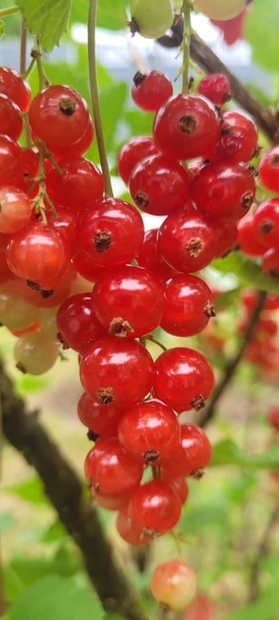 The image shows a close-up view of redcurrants on a bush. The berries are ripe and plump, with a glossy red skin. They are clustered together on thin stems, with some green leaves visible in the background. The lighting is soft and natural, and the focus is sharp on the berries, creating a shallow depth of field. The overall impression is one of freshness and abundance. This image was taken in the city of Dietzenbach, Germany.