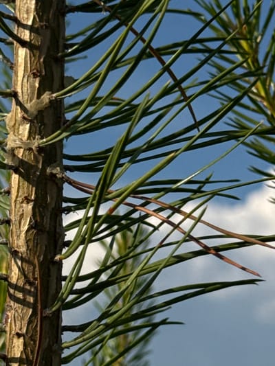 The image is a close-up, outdoor shot of a pine tree trunk with green needles extending towards a blue sky with some clouds. The trunk is textured and light brown, with some translucent resin visible. The needles are thin and pointed, some are a vibrant green, while others are tinged with brown, suggesting they may be older or drying. The background is a bright, clear sky, with a few wispy white clouds present. The lighting appears to be natural sunlight, creating shadows on the trunk and highlighting the needles. The image does not show any specific landmarks or details that would indicate a location within the city of Докша, Russia.