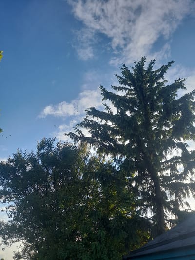 The image, captured on a sunny day in Kliushnykivka, Ukraine, presents a view of the sky through the branches of tall trees. A large evergreen tree dominates the right side of the frame, its dark green needles silhouetted against the bright blue sky. To the left, a deciduous tree with lighter green foliage partially obscures the view. Several small, dark birds are visible in flight across the sky, which is dotted with scattered white clouds. The lower right corner of the image reveals a portion of a dark, sloped roof, suggesting the presence of a building. The overall scene depicts a natural outdoor environment with a clear sky and lush vegetation.