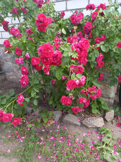 A close-up, top-down view shows a dense cluster of bright pink roses in full bloom, interspersed with green leaves. The roses are of varying sizes, with some fully open and others still in bud. The plant is growing next to a white brick wall on the left and a natural stone wall on the right. The ground beneath the roses is covered with loose soil, scattered rocks, and a profusion of fallen rose petals in shades of pink. Some green weeds and grass are also visible on the right side of the image, also littered with petals. The scene suggests an outdoor garden setting in or around Vatutine, Ukraine. The lighting indicates it is daytime, with soft shadows. No people are visible, and the overall mood is one of natural beauty and the ephemeral quality of flowers.