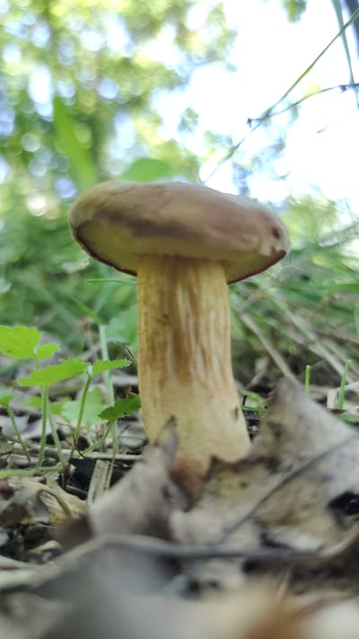 This is a close-up, sideways photograph of a mushroom growing amongst leaf litter and green foliage. The mushroom has a thick, pale yellow stem with longitudinal striations and a rounded, brown cap with a yellowish-green rim. The cap is slightly tilted upwards, revealing the underside which is not clearly visible due to the angle and focus. The mushroom appears to be the primary subject, positioned in the center of the frame.
The background is a blur of green and white, suggesting dappled sunlight filtering through leaves, indicative of an outdoor setting, likely a forest floor or woodland area. Some dry, brown leaves are visible in the foreground and to the left of the mushroom, providing context for its natural habitat. The lighting suggests it is daytime, with bright conditions. The image conveys a sense of nature and the growth of fungi. No people or text are visible in the image. The location context is Mikhaylovka, Russia.