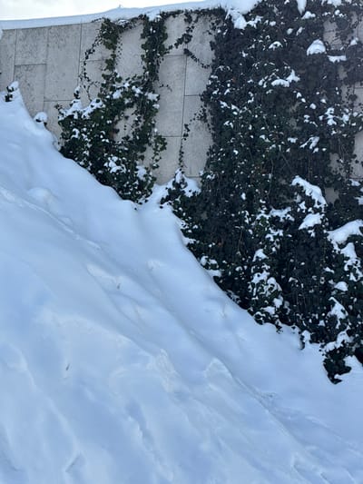 This image captures a winter scene in the city of Plodorodny, Russia. The foreground is dominated by a sloped expanse of undisturbed, white snow, exhibiting gentle undulations and minor depressions. In the background, a light-colored, paneled wall, likely constructed of stone or concrete, is densely covered with dark green ivy. Patches of white snow are visible on the ivy leaves and branches, as well as along the top edge of the wall. No individuals, animals, or specific actions are depicted within the frame. The environment suggests cold, snowy conditions under ambient daylight.