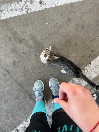An overhead, eye-level, close-up shot shows a person's legs and hand interacting with a tabby cat on a concrete surface. The person is wearing light blue athletic shoes with purple accents, teal leggings, and black leggings with teal lettering that reads "ACTIVE". A red bracelet is visible on the person's right wrist. The person's right hand is extended towards the cat. The cat is a short-haired tabby with green eyes, white whiskers, and a white patch on its chest. It is looking up at the person. The concrete surface appears to be a sidewalk with a white painted line running diagonally through the scene. The image appears to have been taken outdoors, possibly in an urban setting. The specific location in the city of Gorni Dabnik, Bulgaria is not discernible from the image itself.