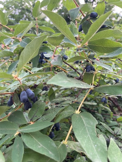 The image shows a close-up view of a honeysuckle bush with ripe, dark blue berries. The berries are elongated and appear to be clustered on the branches. The leaves are green and oval-shaped, with some showing signs of wear or damage, such as small holes. There are small droplets of water on the leaves, suggesting recent rain or dew. The background is blurred, showing more foliage and a hint of sky. The setting is outdoors, likely in a garden or natural area. There are no people or animals visible in the image.