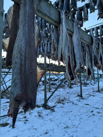 Rows of stockfish hang on wooden racks in a snowy landscape. The dried fish vary in size and texture, some appearing stiff and pale, others darker and more weathered. The racks stand perpendicular to the ground, extending into the distance, creating a repetitive pattern. Snow covers the ground, and bare trees add to the stark scenery. The fish are aligned horizontally, highlighting their elongated shape.