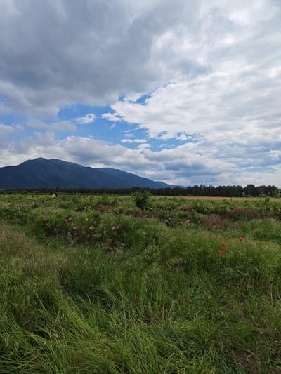 The image depicts a landscape in Tulovo, Bulgaria. In the foreground, there is a field of tall, green grass with scattered pink and red flowers. The midground shows rows of cultivated plants, likely rose bushes, and a line of trees. A mountain range is visible in the background, under a sky filled with dynamic clouds, with areas of blue sky interspersed.