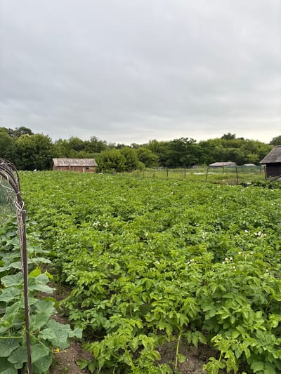 The image depicts an outdoor scene of a garden on an overcast day. The foreground is dominated by rows of green potato plants, some bearing small white flowers. To the left, there are larger green leaves, possibly from cucumber plants, growing on a vertical support structure.
In the middle ground, a small, weathered wooden shed with a corrugated roof stands amidst the vegetation. Further in the background, a dense line of green trees forms a natural boundary. Several other smaller structures, some appearing to be sheds or outbuildings, are visible behind a wire fence. One structure on the far right has a darker, more weathered roof.
The sky is uniformly cloudy and grey. The overall impression is of a rural or semi-rural garden, likely in Siniy Gay, Russia, given the context. There is no visible activity or interaction of people within the frame.