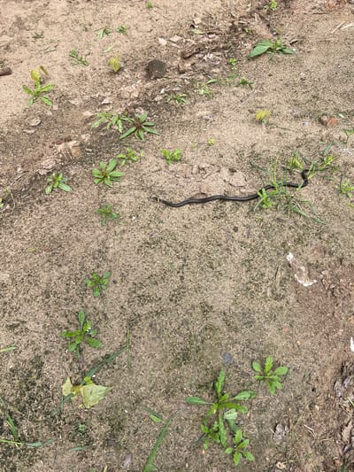 The image shows a patch of ground in what appears to be an uncultivated area. The ground is mostly composed of sand and soil. Small patches of moss or algae are visible. Sparse vegetation is present, including several small green plants with jagged leaves scattered throughout. A single black snake with a yellow collar marking is visible in the upper center of the frame. The snake is positioned diagonally, partly obscured by some blades of grass. The presence of the yellow-collared snake indicates that this is a natural environment rather than one that is manicured. Considering the location in the city of Новоклязьминское, Russia, it is presumed this is a wild field or open space within the city or a park area. There is no other evidence of human activity or presence in the image.