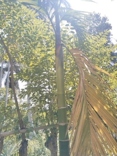 The image captures a sunlit outdoor scene in Jambo Dalam, Indonesia, characterized by dense tropical vegetation. A tall, slender palm tree, identified by its segmented green trunk, dominates the mid-right. Multiple fronds extend from its crown; a prominent frond on the right side of the frame exhibits significant yellowing and browning. Behind the central palm, a dense canopy of broadleaf trees with varied green foliage fills the background. Strong overhead sunlight is evident, causing a bright lens flare at the top center of the image. On the left side, several other tree trunks, some light-colored and slender, are partially visible. A pale-colored, horizontal log or branch spans between two darker tree bases in the lower-left quadrant. No human subjects or artificial structures are present.