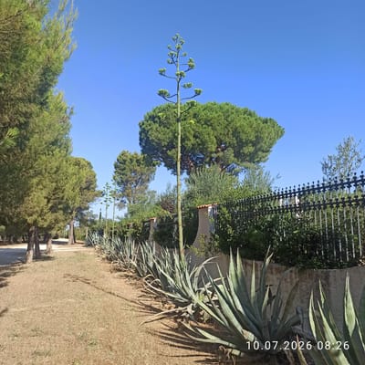 The image depicts a sunny outdoor scene with a clear blue sky. In the foreground, a row of large agave plants with pointed, succulent leaves is lined up along a low concrete wall. Behind the agaves, a tall black metal fence with decorative finials runs horizontally across the frame. Beyond the fence, dense green foliage and trees are visible, including a tall pine tree with a distinctive umbrella-like shape. To the left of the agave plants, a dry, brown grassy area leads to a path lined with several tall pine trees. A very tall, slender stalk, likely from a mature agave plant, rises vertically in the center of the image, with small clusters of developing buds or flowers branching out from it. The timestamp "10.07.2026 08:26" is overlaid in white text in the bottom right corner. The scene is consistent with the vegetation and environment found in Terlizzi, Italy, known for its Mediterranean climate and plant life. There are no people visible in the image.