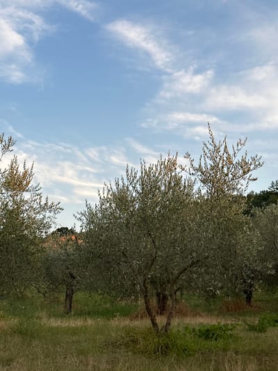 The image depicts an olive grove in the rural landscape of Cannara, Italy. The foreground is dominated by tall, dry grass and some green foliage. Several olive trees, characterized by their gnarled trunks and silvery-green leaves, are scattered throughout the scene. The trees vary in size and density, with some appearing younger and more slender, while others are mature and bushy. In the background, hints of red-tiled rooftops suggest a nearby settlement, partially obscured by the trees and distant vegetation. The sky above is a pale blue, with wispy white clouds streaked across it, indicating fair weather. The overall impression is one of serene, natural beauty characteristic of the Italian countryside. There are no people or animals visible in the image.