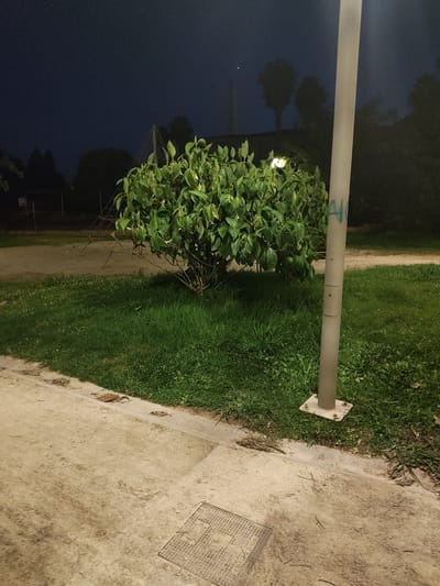 The image depicts a park at night, with a lamppost in the foreground on the right. A lush green bush with broad leaves is situated in the middle ground, its foliage illuminated by a faint light. The ground is a mix of concrete and grass. A metal manhole cover is visible on the concrete in the lower center of the image. In the background, silhouetted trees and structures are visible against the dark night sky. The overall mood is quiet and serene. The image was taken in Motril, Spain.