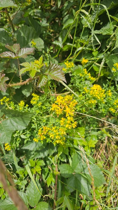 The image shows a close-up view of a patch of vegetation in Silenrieux, Belgium. The scene is dominated by green foliage with clusters of small yellow flowers. The flowers appear to be Hypericum perforatum, commonly known as St. John's Wort. The leaves are varied in shape and texture, with some being broad and lobed, suggesting the presence of plants like blackberries. The lighting indicates it is daytime, likely sunny, with shadows visible on the leaves. The overall impression is a natural, overgrown area, typical of the Belgian countryside surrounding Silenrieux. No people or animals are visible in the image.