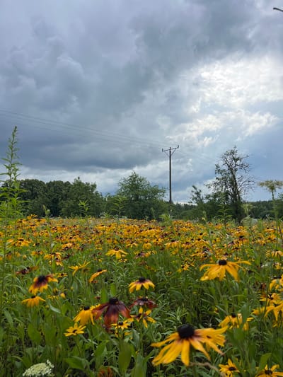 The image depicts a field of black-eyed susan flowers under a cloudy sky. In the background, a line of trees forms the horizon, with a wooden utility pole and power lines crossing the sky. The foreground is dominated by the yellow and brown flowers, with some greenery and other plants interspersed. The overall impression is of a rural or semi-rural landscape, possibly a meadow or a roadside verge. The location is stated to be in Łyski, Poland. There are no people or animals visible in the image. The lighting suggests it might be overcast or approaching rain.