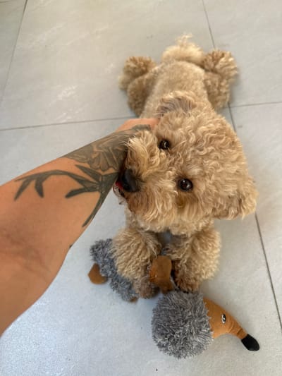 A toy poodle is lying on a tiled floor, with a person's tattooed arm petting its head. The dog is facing the camera with its tongue slightly out, and it has two toys near its paws. The floor tiles are light gray and appear to be in good condition. The background is out of focus, but it seems to be an indoor or outdoor space with a light-colored wall. The overall scene is casual and relaxed.