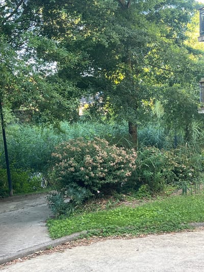 The image shows a sunlit outdoor scene with lush greenery. The primary subjects are trees and various plants, creating a dense, natural setting. A paved walkway runs along the right side of the image, bordered by grass and foliage.

In the center of the frame, a bush with small, pale flowers is prominent. To the left, a large tree with abundant green leaves dominates, its branches reaching upwards. In the background, more vegetation and possibly buildings or structures can be glimpsed through the foliage, suggesting an urban or suburban edge where nature is allowed to grow.

The lighting indicates it is daytime, with sunlight filtering through the leaves, creating dappled patterns and highlighting the vibrant greens. The weather appears to be fair and pleasant, conducive to outdoor growth. There are no people or animals visible in the scene.

A dark, horizontal pole or bar stretches across the lower portion of the image, partially obscured by the plants, suggesting it might be part of a fence or garden feature. The overall impression is one of a tranquil, overgrown garden or park area. No text is visible in the image. The location context of Chantepie, France, suggests a European setting, likely a residential or public garden space.