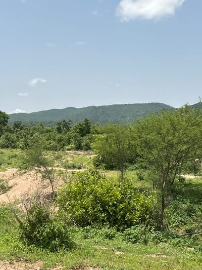 The image depicts a natural landscape under a clear sky with scattered white clouds. In the foreground, there is a patch of dry, sandy soil with sparse vegetation, including dry, thorny bushes and some green grass. This area transitions into a vibrant green expanse of grass and various shrubs and trees. A prominent feature in the mid-ground is a large, leafy green bush situated to the right of a small, sparse tree. Further back, more trees and dense foliage create a lush, green middle ground. In the background, a series of rolling hills covered in dense green vegetation stretch across the horizon, appearing as a mountain range. The overall environment suggests a rural or semi-rural setting, likely in the region of Atawa, Nigeria, characterized by its natural topography and abundant greenery. There are no people or animals visible in the image.
