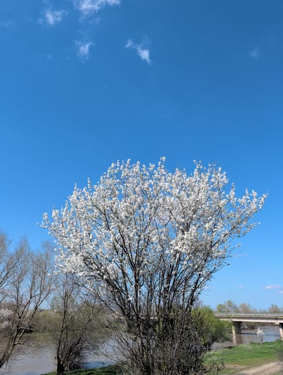 The image captures a view in Disevitsa, Bulgaria, featuring a tree heavily laden with white blossoms against a clear blue sky. To the right, the edge of a riverbank is visible with trees and foliage. A bridge is seen in the distance, spanning over the water. The overall environment suggests a rural or semi-rural setting during springtime.