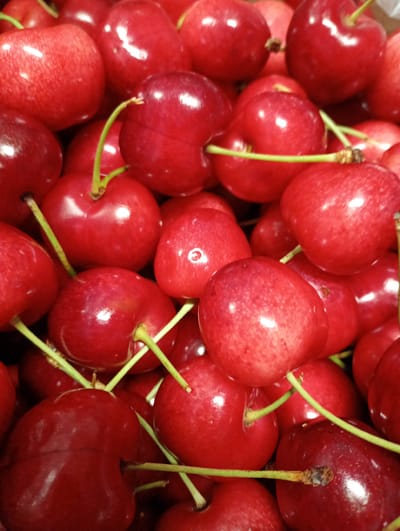 This close-up image captures a large quantity of fresh cherries, likely from Kabile, Bulgaria, filling the entire frame. The cherries exhibit a vibrant array of red hues, from deep crimson to brighter, almost reddish-orange tones, indicative of ripeness. Many of the fruits still have their slender green stems attached, some appearing individually, while others are in small clusters.
The surfaces of the cherries are glossy and plump, with distinct white reflections and highlights that underscore their smooth, taut skin and freshness. The composition provides an intimate view of the fruit, emphasizing its natural appeal and inviting texture. There is no human activity visible, nor any discernible text, specific time of day, or weather conditions. The focus remains solely on the abundant, ripe cherries.