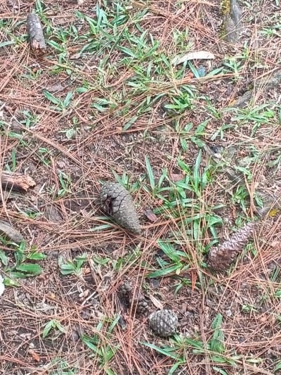 The forest floor is covered in brown pine needles and green grass. Several pinecones are scattered around, varying in size and shape. Some are intact, while others appear to have been partially eaten or broken. A few small twigs and branches are also visible amongst the needles and grass, adding texture to the scene.