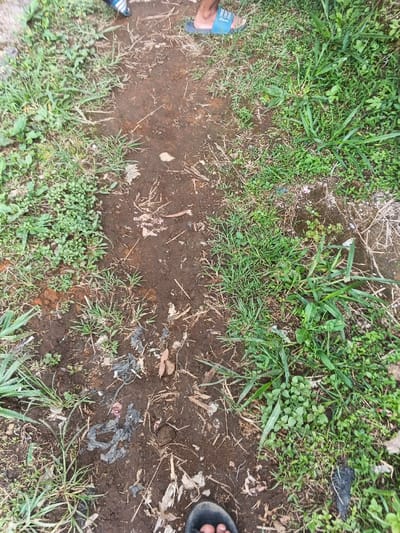 An overhead shot captures a narrow, well-trodden dirt path flanked by lush green grass on either side. The path itself appears damp and somewhat muddy, suggesting recent rain or general humidity. Various pieces of small debris, including plastic remnants, dried leaves, and twigs, are scattered along the dirt track.
Two pairs of feet, belonging to different individuals, are visible within the frame. At the top right, a person is seen wearing blue and white striped slide sandals. Towards the bottom right, another person's foot, clad in a dark (possibly black) sandal, is partially visible.
The scene depicts an informal outdoor pathway, likely a walking trail or shortcut, given the worn nature of the dirt. The untamed growth of the grass suggests a natural or less-maintained area. The setting is likely in or around the Nebilver (Tegal) Admin Centre in Papua New Guinea, as indicated by the location context. The lighting suggests it is daytime. No discernible text is present in the image.