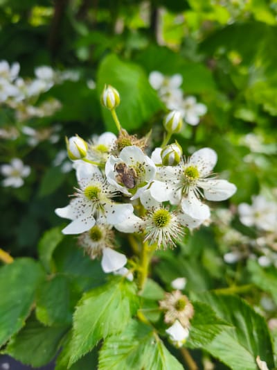 A bee is visible on a white flower in a close-up shot. The flower has five petals and a yellow center with many thin stamens. There are several buds and other flowers in the background, some of which are out of focus. The leaves are green. The scene appears to be outdoors, possibly in a garden or natural setting.
