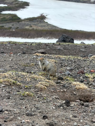 A ground squirrel is in the foreground of a desolate landscape with patches of snow in the background. The ground is covered in dark, coarse volcanic gravel, interspersed with dry, yellowed grass and a few patches of green vegetation. The ground squirrel, facing left, is alert and appears to be near its burrow, which is visible as a dark opening in the soil to the right of the animal. The background shows a gently sloping terrain with more snow-covered areas and some sparse, low-lying vegetation. The overall environment suggests a mountainous or high-altitude region. This scene is consistent with the natural habitats found in the vicinity of Petropavlovsk-Kamchatskiy, Russia, known for its volcanic terrain and subarctic climate.
