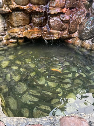The image shows a fish pond at the location of Dombay, Russia, with a rocky waterfall feature. Numerous fish, appearing to be trout, are swimming in the clear, shallow water. The pond bed is covered with large, round stones. One fish in the center of the pond is bright orange, contrasting with the darker coloration of the other fish. Water cascades down the rocks, creating small waterfalls and splashes. The overall scene is naturalistic, suggesting an outdoor setting.