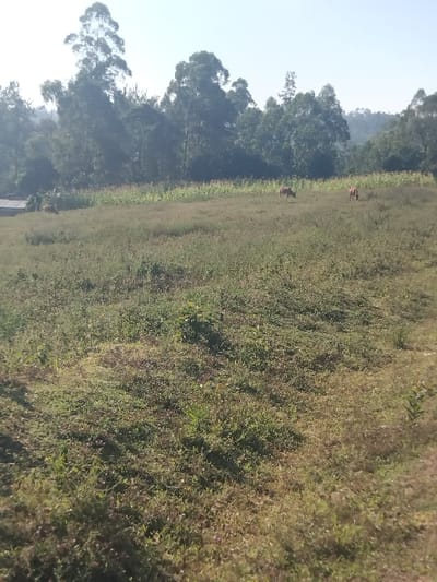 A rural scene features a grassy field interspersed with dense foliage. On the horizon, trees create a natural barrier, and two cows are visible at a distance within the pasture. The landscape is bathed in sunlight, highlighting the varied textures of the vegetation. A portion of what looks like a building is seen in the lower left.