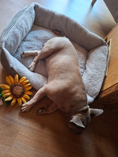A fawn-colored dog, appearing to be a French Bulldog, is sleeping in a light grey, plush dog bed. The bed is situated on a wooden floor. To the left of the bed is a yellow sunflower-shaped plush toy. The dog is lying on its side, with its head resting down, and its legs stretched out. The scene appears to be indoors. There is no discernible information about a location in the city of Münster, Austria.