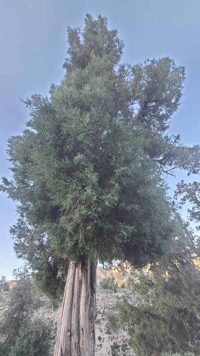 The image shows a large, mature juniper tree in Ziarat, Pakistan. The tree has a thick, textured trunk and a dense crown of green foliage. The surrounding environment appears to be a mountainous or hilly region with sparse vegetation. The sky is visible in the background.