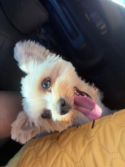 A close-up, slightly angled shot shows a small, light-colored dog with its tongue hanging out. The dog has dark eyes and a dark nose, with shaggy fur around its face and ears. It appears to be sitting on a yellow, quilted surface, possibly a car seat cover. The background is dark and out of focus, suggesting an indoor environment or a vehicle interior, potentially in the Settlement of sanatorium "Podmoskovye", Russia.