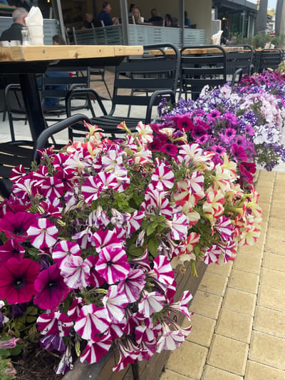 The scene depicts a row of flowering petunias in planters along a sidewalk, possibly in Nea Makri Municipal Unit, Greece. The petunias are in full bloom with a variety of colors including purple, pink, white, and striped varieties. The planters are located next to a row of black chairs and tables, suggesting an outdoor seating area for a restaurant or cafe. People are visible sitting at the tables in the background, blurred and indistinct. The sidewalk is paved with rectangular light-colored stones. The overall impression is of a vibrant and inviting outdoor space.