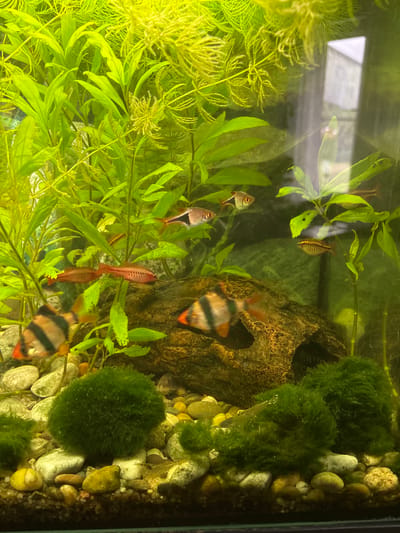 The image shows an aquarium with several fish, aquatic plants, and decorative elements. There are at least five distinct fish visible: two with black and orange stripes, one with a red body and dark stripes, and two smaller, silvery fish. The aquarium contains various green plants, some appearing feathery and others with broader leaves. A dark, rocky decoration with an opening is present, as are spherical clumps of moss and various colored pebbles and stones on the substrate. The lighting is bright, casting a yellow-green hue over the scene, and reflections are visible on the glass. The image's metadata does not contain any information about its location in Westerburg, Germany.