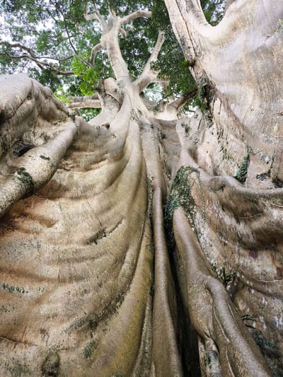 The image depicts a large tree with extensive root structures, possibly a banyan tree, viewed from a low angle looking upwards. The tree's roots are thick and textured, with grooves and patterns. Moss and small plants grow on some of the roots. The tree's trunk is light-colored and smooth in comparison to the roots, extending upwards toward the branches and leaves visible at the top of the frame. The location is Tua, Indonesia. No people are visible in the image. The environment appears to be a natural setting.