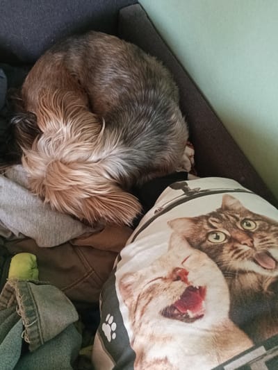 The image presents an indoor scene, likely a home setting in Teykovo, Russia, though no specific visual cues within the photo confirm this location. The main subject is a medium-sized dog, possibly a terrier mix, curled up and resting on a dark brown sofa or armchair. The dog's fur is a blend of grey and brown, with its tail and hindquarters, featuring lighter, reddish-brown fur, prominently visible as it faces away from the viewer.

The dog is nestled amongst a casual pile of clothes, including a grey t-shirt, brown fabric, and blue denim material. Adjacent to the dog is a white decorative pillow featuring a print of two cats. One cat, a lighter tabby, is depicted with its mouth wide open, appearing to yawn or vocalize loudly, revealing its pink tongue. The other cat, a darker tabby, has wide, surprised-looking green eyes and a slightly extended tongue. A white paw print graphic is also visible on the pillow.

The background shows a light green wall and the dark upholstery of the furniture. A small, bright green object, possibly a toy, can be seen near the denim. The scene conveys a relaxed and cozy domestic atmosphere. There is no visible text in the image, and the specific time of day is not discernible.