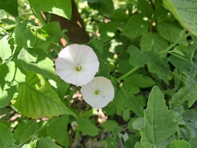 The image shows a close-up view of two white bindweed flowers blooming amongst lush green foliage. The flowers are funnel-shaped with delicate white petals. The background is a dense arrangement of various green leaves and some out-of-focus elements that suggest an outdoor environment, possibly a garden or wild area. The lighting suggests it is daytime, with sunlight casting shadows on the leaves. The scene is located in Chobruchi, Moldova. There are no people or discernible actions taking place.