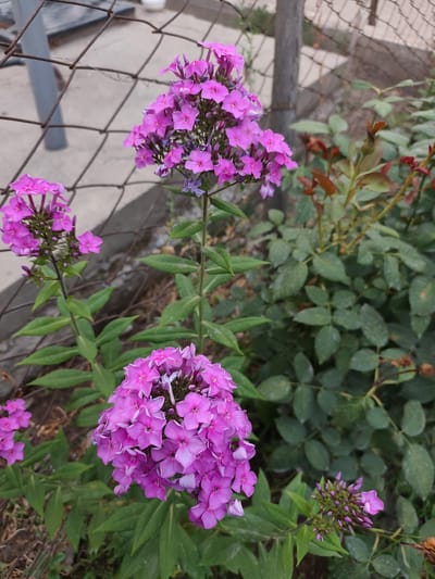 This media file depicts a close-up view of pink phlox flowers blooming in an outdoor setting. The flowers are the primary subjects, with several clusters of vibrant pink blossoms dominating the frame. They are positioned in the foreground and mid-ground, with their delicate petals and star-shaped centers clearly visible. Green leaves and stems surround the flowers, adding to the natural beauty of the scene.
In the background, a wire fence is visible, suggesting the flowers are growing in a yard or garden area. Beyond the fence, there are hints of a concrete surface and some greenery, possibly bushes or other plants. The lighting suggests it is daytime, with soft natural light illuminating the flowers.
The overall mood is peaceful and serene, capturing the essence of a garden in bloom. There are no people or specific activities taking place, focusing solely on the botanical subjects. The location context provided, Сакалды, Kyrgyzstan, adds a geographical reference to this tranquil scene. There is no visible text in the media file.