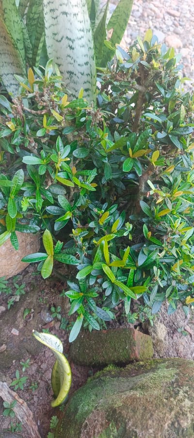The image shows a close-up view of a potted plant with dark green and lighter green leaves. The plant appears to be well-maintained, with dense foliage. In the background, a large leaf of a snake plant (Sansevieria trifasciata) is visible, characterized by its distinctive pattern of grey-green and dark green stripes. The ground around the plant is covered with a mixture of soil, small stones, and moss-covered rocks. To the left of the main plant, a large, light-colored stone is partially visible. To the lower left, a detached, curved leaf with yellow and green variegation, possibly from a snake plant, lies on the ground. The overall setting suggests an outdoor environment, possibly a garden or a potted plant display area. The image is focused on the plant and its immediate surroundings, with the background slightly blurred. There are no people or animals visible in the image. The location is identified as Pulodrienbeukah, Indonesia, suggesting this is an outdoor scene in a humid, tropical climate conducive to lush plant growth.