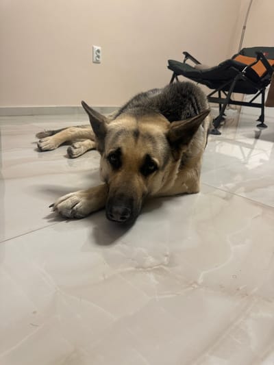 In an indoor setting within Radishevo, Bulgaria, a sabled German Shepherd dog is observed lying prone on a light-colored, glossy tiled floor. The animal's front paws are extended forward, with its head resting between them, facing the viewer. Its hind legs are extended rearward. The surrounding environment consists of a plain light beige wall, against which a white double electrical outlet is mounted. In the right background, a dark green and orange foldable utility chair with a black metal frame is present. No human individuals are visible, and no direct interactions are occurring.
