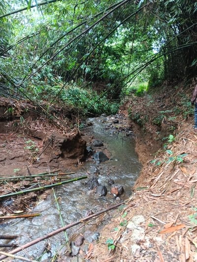 The image depicts a narrow, rocky stream flowing through a densely vegetated area in Situm, Papua New Guinea. The stream occupies the central portion of the frame, with visible flowing water, numerous dark rocks, and some sediment. Several green and brown bamboo poles are partially submerged or resting across the stream bed. The banks on either side are steep, composed of reddish-brown soil, and show clear evidence of erosion, particularly on the left bank where soil undercutting and exposed roots are prominent. Both banks are covered with a layer of dried leaves and organic debris, alongside scattered green foliage. Overhead and along the slopes, dense bamboo groves form a prominent canopy, with numerous bamboo stalks, both standing and fallen, dominating the vegetation. The lower torso and legs of a person are partially visible on the far right edge of the frame, positioned on the right bank. The individual is wearing blue denim pants and a light-colored garment with a dark pattern. The lighting is diffused, consistent with a heavily canopied environment.