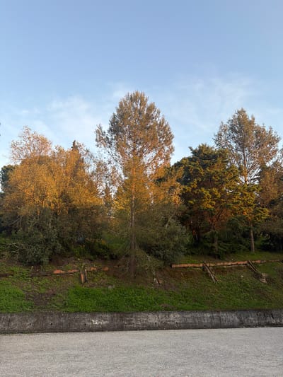 This image depicts a natural hillside landscape within the city of Santarém, Portugal. The upper half of the frame shows a light blue sky with sparse, wispy white clouds. Below, a dense, verdant slope rises, populated by numerous trees and shrubs of varying species. The foliage on the left side, exhibiting golden-brown hues, is brightly illuminated by a warm, direct sunlight, contrasting with the darker green of coniferous trees further right. The ground on the slope is covered with green grass and undergrowth. Embedded into the slope are several weathered, reddish-brown brick fragments arranged in linear and angled configurations, appearing as remnants of former structural elements. This slope is bordered in the lower-middle by a horizontal, dark gray concrete retaining wall, which has a textured surface and several small, dark circular openings. The immediate foreground, occupying the bottom fifth of the image, consists of a flat, light gray surface composed of gravel or crushed stone. No individuals, animals, or explicit actions are present in the scene.