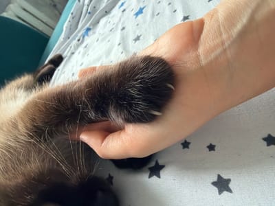 A close-up shot shows a person's hand gently holding a Siamese cat's paw, which is resting on a bed covered with a star-patterned sheet. The cat's claws are slightly extended. The background is blurred, with a hint of a teal headboard. The image is taken in the city of Старые Туймазы, Russia.