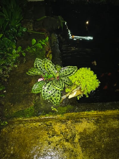 The image depicts an outdoor nocturnal scene in Tarqumiyah, Palestinian Territory, centered on a dark body of water and adjacent vegetated ground. In the foreground, a wet, moss-covered concrete or stone surface, predominantly yellow-green with varying shades, occupies the lower half of the frame. This surface borders a darker, moss-laden structural edge separating it from the water. Above this edge, a prominent plant with large, ovate, variegated leaves displaying a distinct dark green and lighter green mottled pattern is visible, with a small pink element (possibly a flower or bud) nestled among its foliage. To the right of this plant, a vibrant, spherical clump of fine, lime-green foliage or moss grows, appearing to extend from a light-colored, possibly submerged, object into the dark water. The upper right quadrant of the image features the dark water, likely a pond, which reflects multiple bright, elongated, and wavy light sources, along with a distinct circular light reflection. The upper left section contains dark, indistinct foliage from other plants. The overall environment appears damp and organically overgrown.