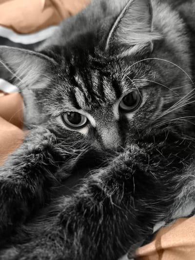 A close-up, grayscale portrait of a tabby cat. The cat is lying down, with its front paws crossed over its face, obscuring its nose and mouth. Its large, dark eyes are visible and looking directly at the camera. The cat's fur appears long and fluffy, with distinct tabby markings. The background is a blurred mixture of light brown and white, suggesting a soft surface like a blanket or bed. There is no indication of the city of Pskov, Russia, in this image.