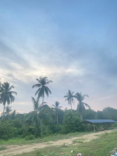 The image captures a peaceful tropical landscape, likely during late afternoon or early evening. The upper half of the frame features a clear, soft blue sky with scattered, wispy white clouds. A subtle, faint crescent moon is visible in the upper left portion of the sky, indicating the time of day.
Numerous tall palm trees with their distinctive fronds are prominent throughout the scene, particularly silhouetted against the bright sky. Below the sky, dense, lush green foliage covers the terrain, forming a rich, verdant backdrop of what appears to be a forested area or abundant tropical vegetation. Towards the middle right, a simple, open-sided structure with a dark, possibly blue or grey, corrugated metal roof is visible, partially obscured by the surrounding greenery.
On the right side of the image, a wide, well-trodden dirt path extends from the foreground into the distance, suggesting a rural or undeveloped setting. Near the bottom right edge of this path, two small containers—one red and white, the other white—are faintly discernible. In the background, gentle hills or mountains, also covered in dense plant life, complete the natural vista. The overall scene evokes a sense of tranquility and natural beauty, characteristic of a rural tropical location like Seuneubok Teungoh, Indonesia. No specific activities or people are visible, and there is no discernible text.