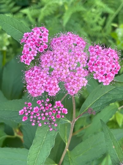The image is a close-up, vertical shot of a cluster of small, pink flowers with prominent white stamens, likely a species of Spirea, in Buknari, Georgia. The flowers are arranged in rounded, dense inflorescences, with one larger cluster dominating the upper center and a smaller cluster near the bottom left. The petals are a bright, vibrant pink, and the tiny white filaments of the stamens extend outwards, giving the flowers a delicate, feathery appearance. Surrounding the blossoms are broad, green leaves with visible veins, characteristic of a lush, natural environment. The background is softly blurred, featuring more green foliage, suggesting a garden or a wild, overgrown area. The lighting appears natural, likely daylight, with soft shadows that highlight the texture of the petals and leaves. There are no people or man-made objects visible in the frame.